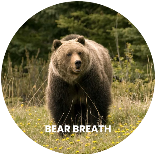 Animal Breath Cards